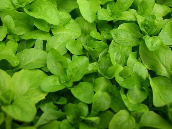 Pennyroyal Herb Seeds