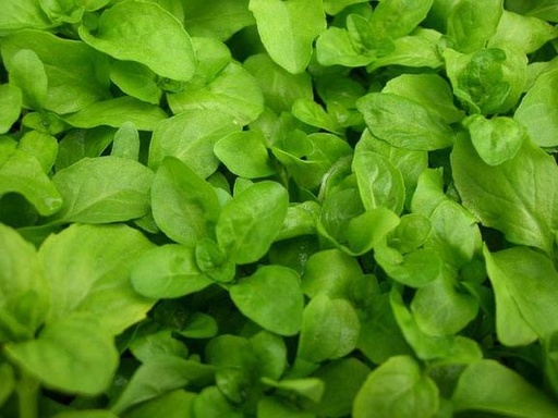 [521049] Pennyroyal Herb Seeds