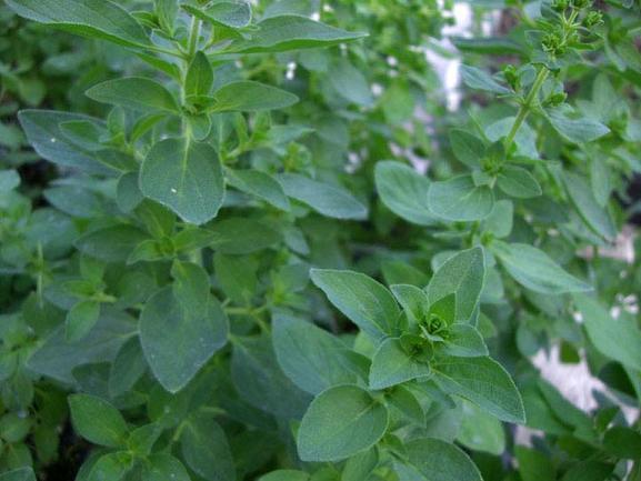 Oregano Seed Pack