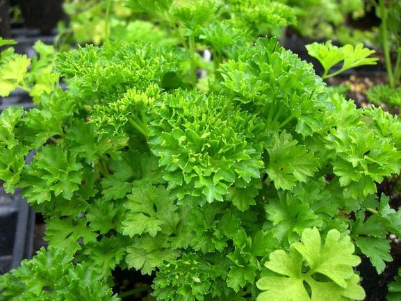 Parsley, Curly Seed Pack
