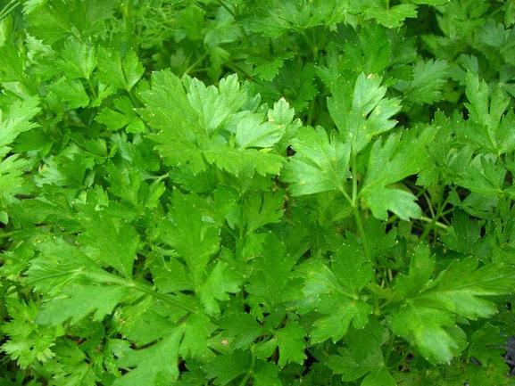 Parsley, Flat Seed Pack
