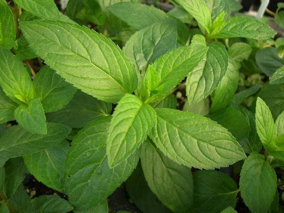 Peppermint Seed Pack