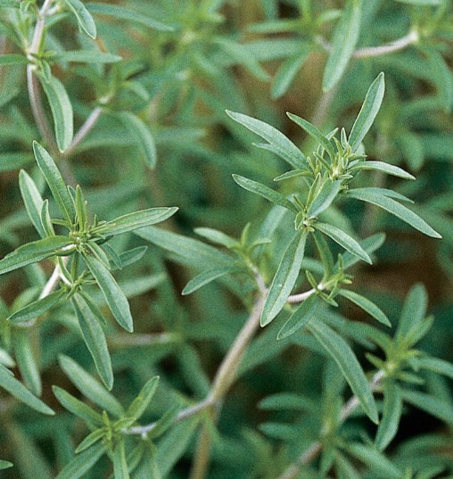 Savory, Summer Seed Pack