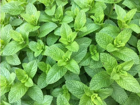 Spearmint