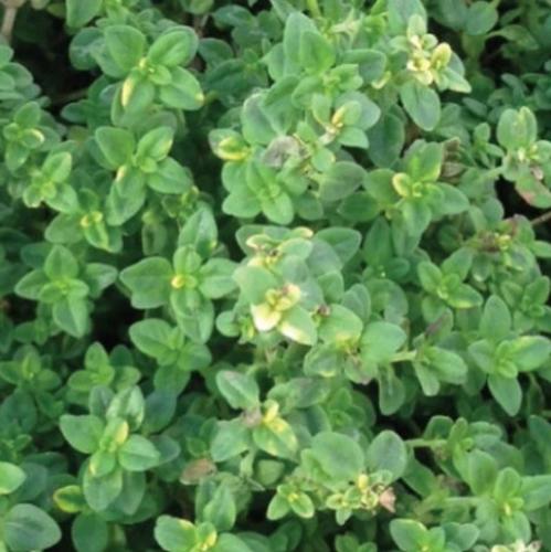 Thyme, Dwarf