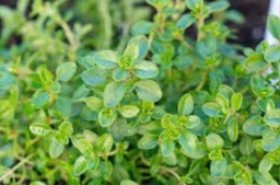 Thyme, French Seed Pack