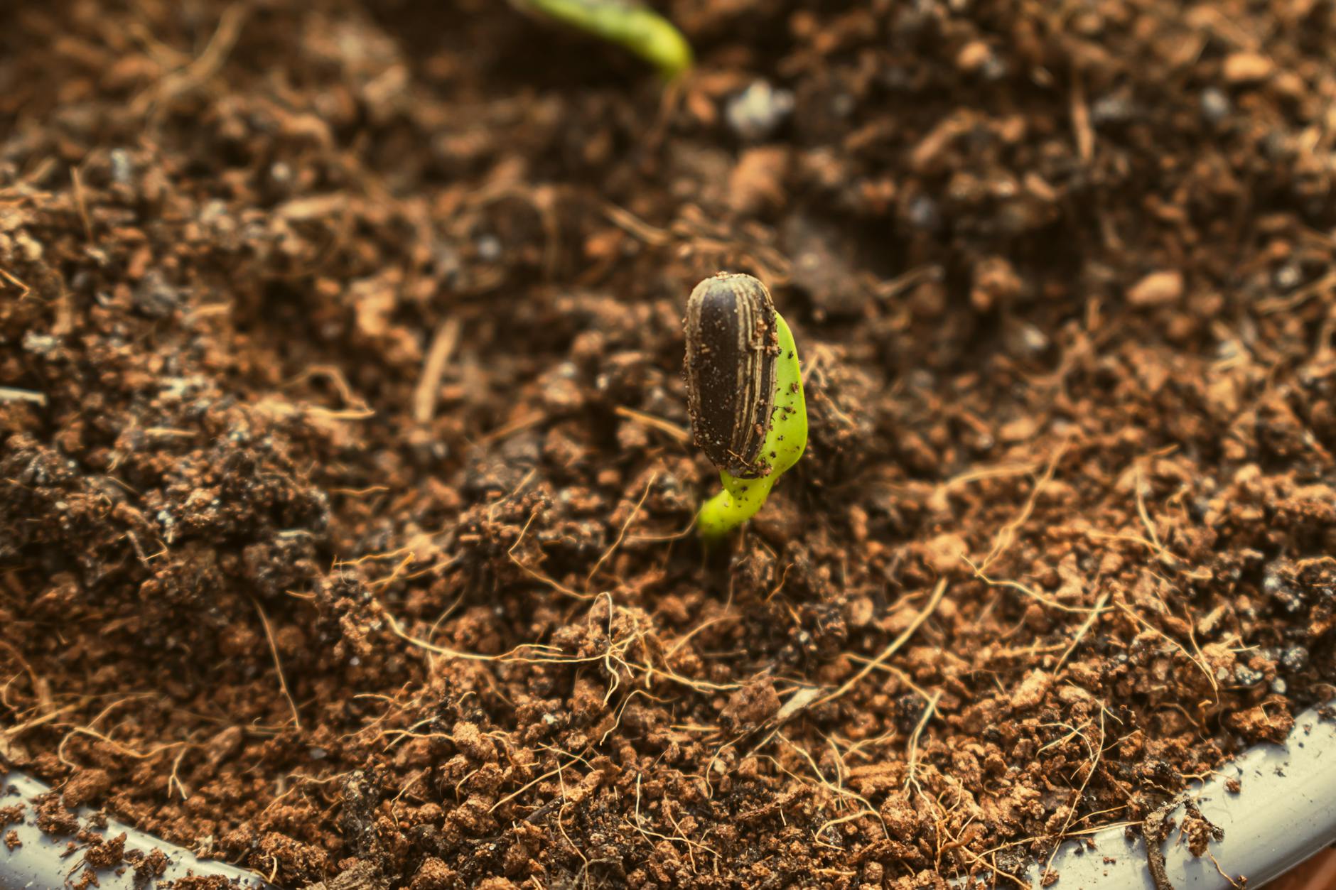 Sprouting Seeds