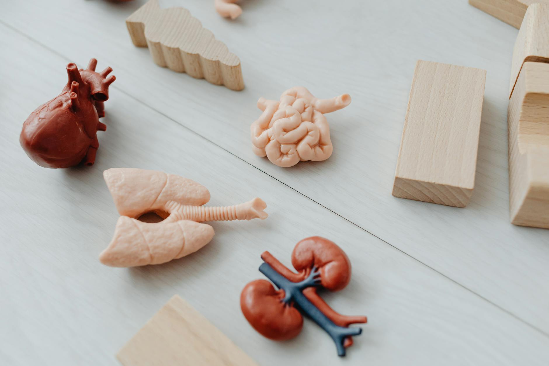 Educational Toys