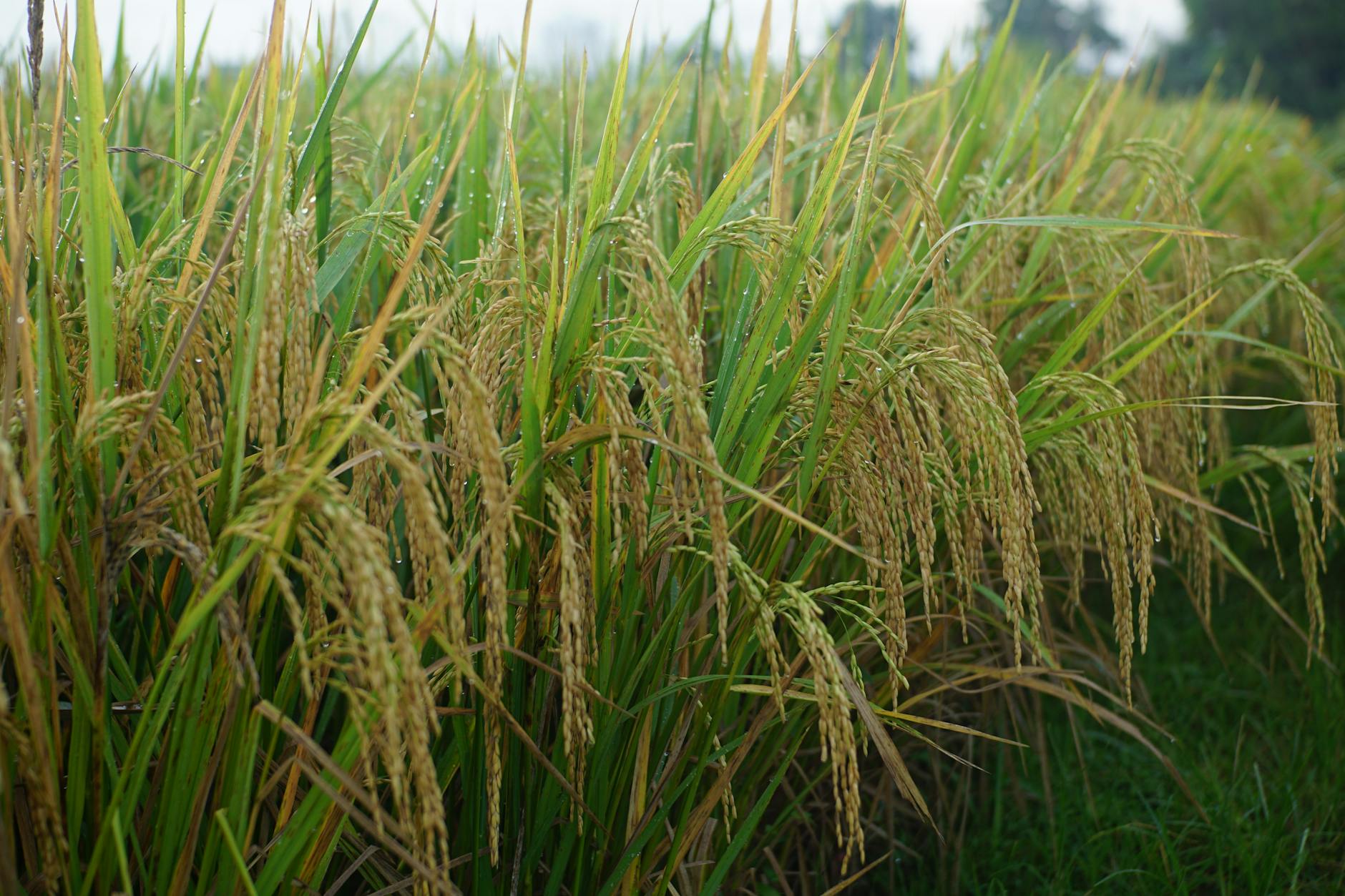 Rice