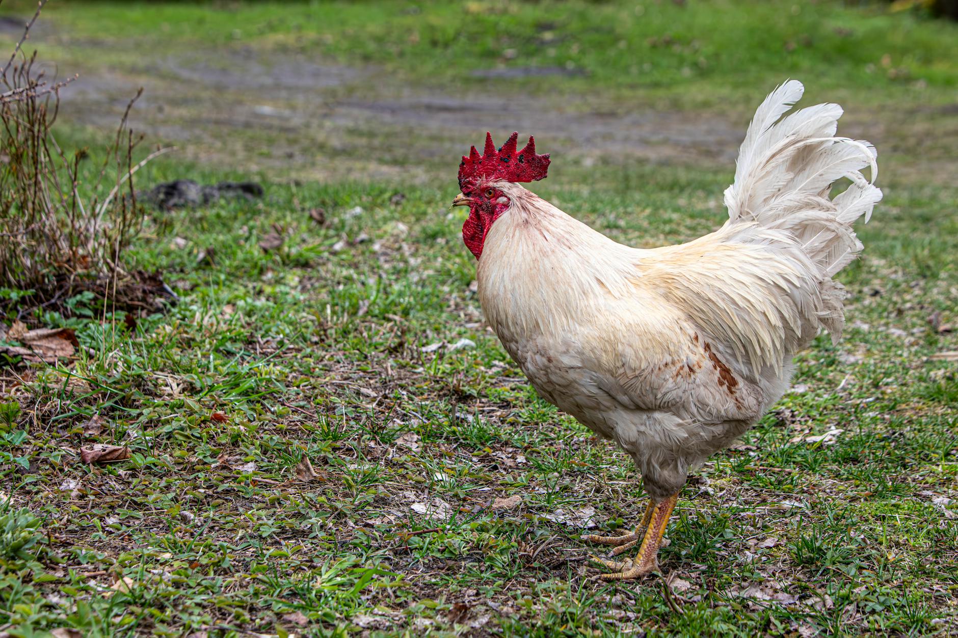 Chicken