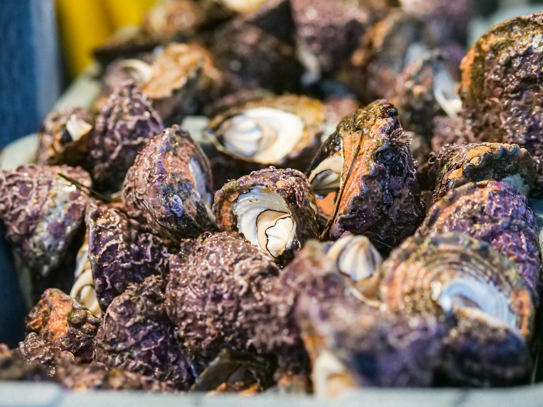 Shellfish