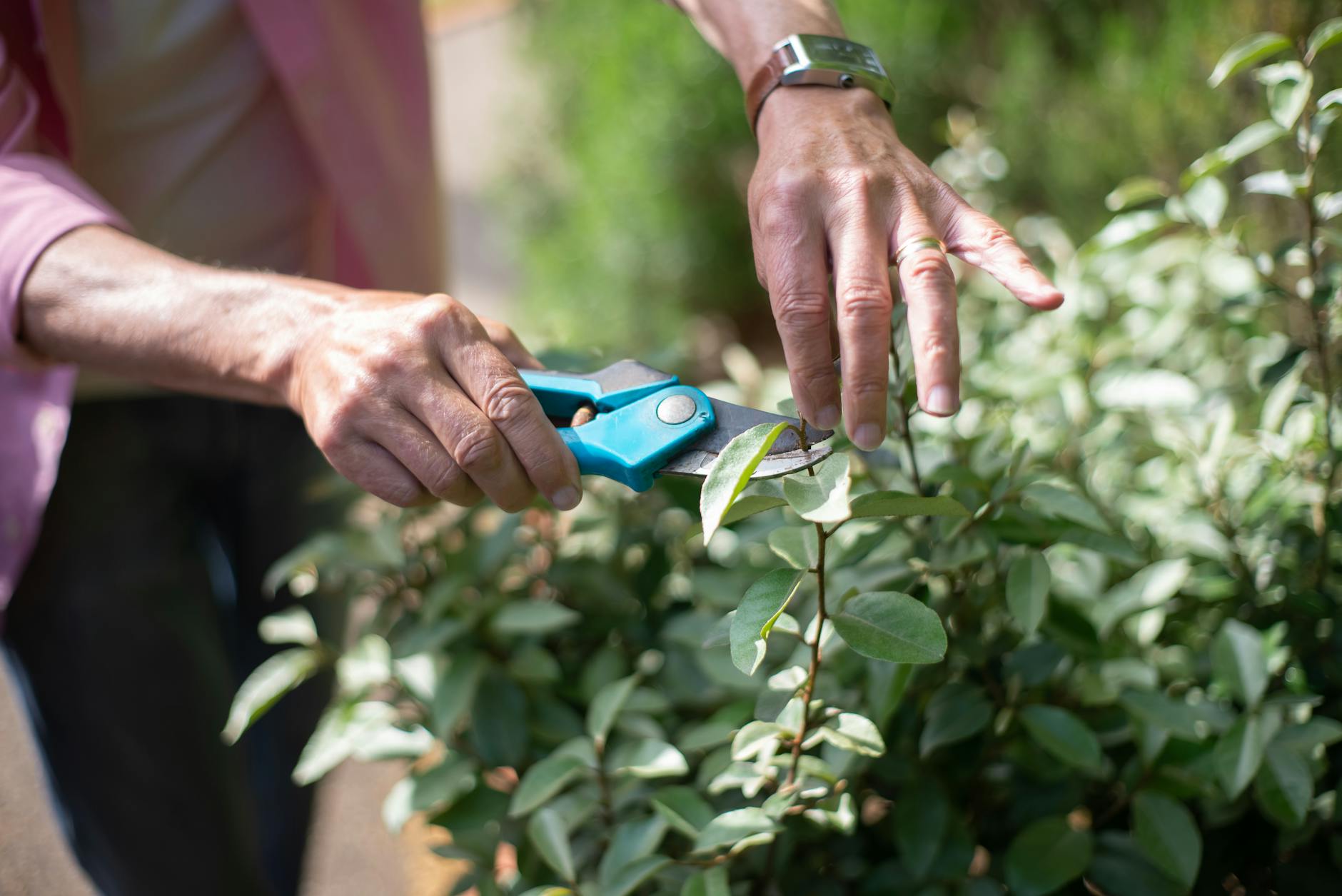 Pruners
