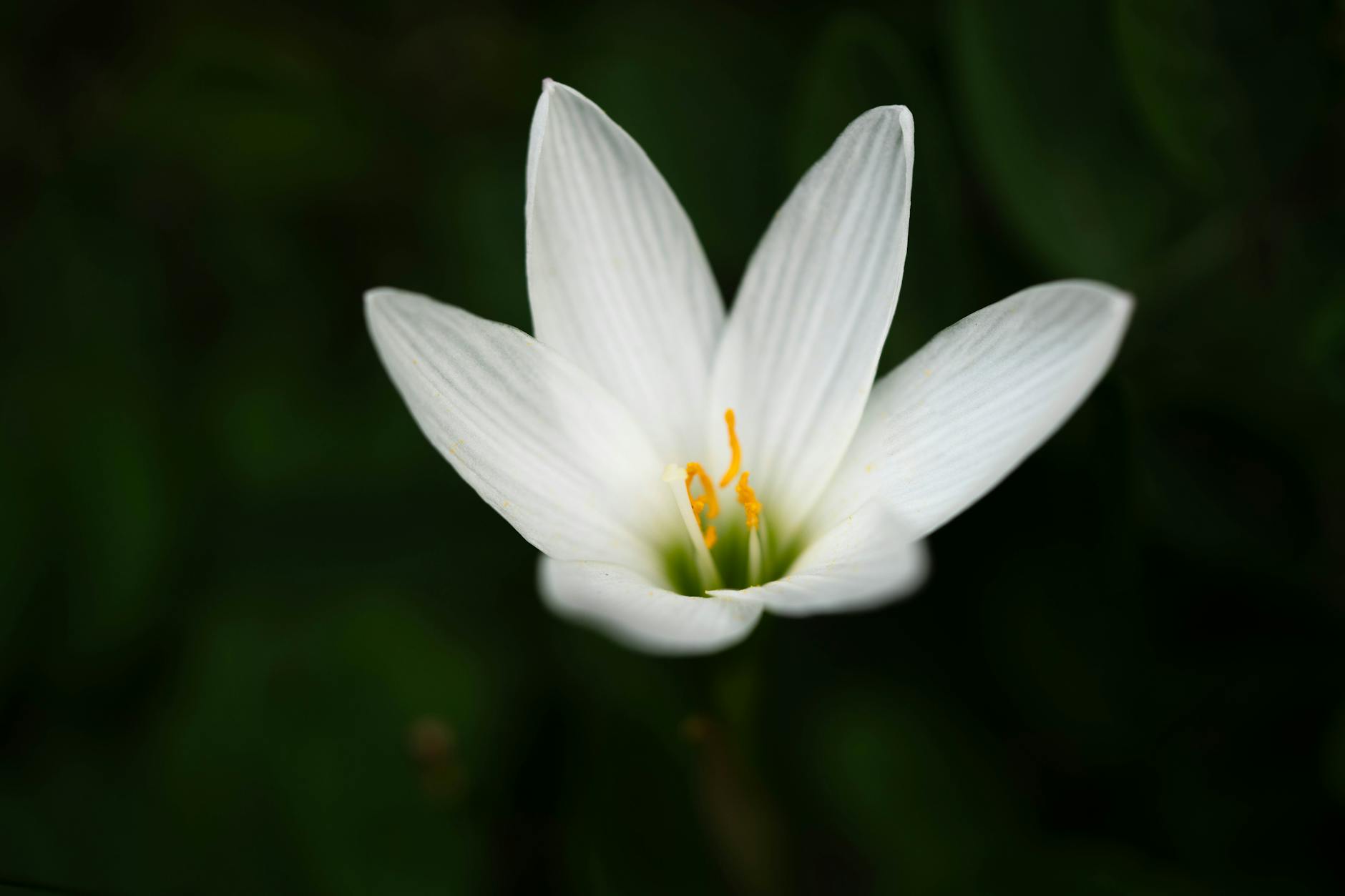 Candida
