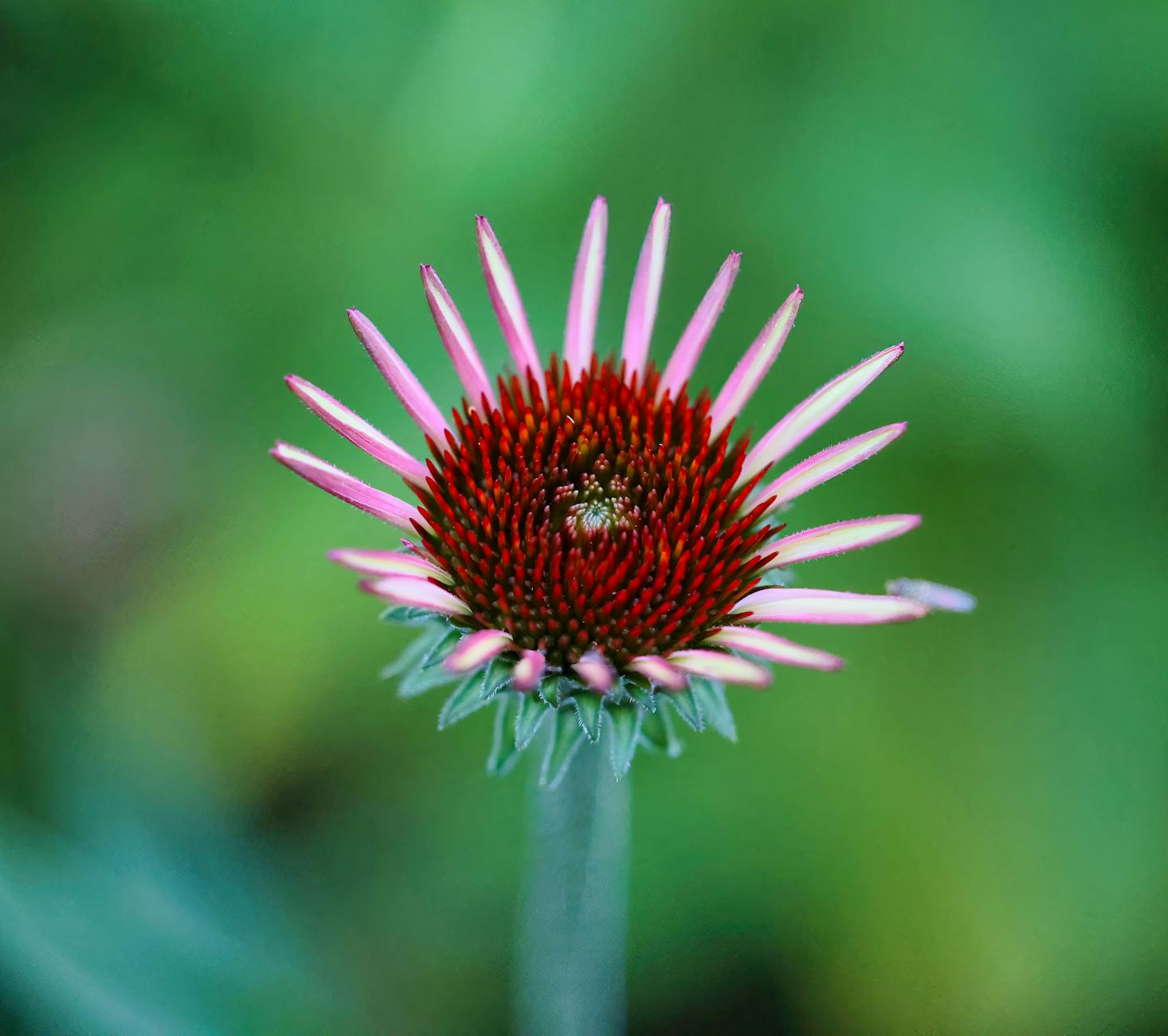 Echinacea