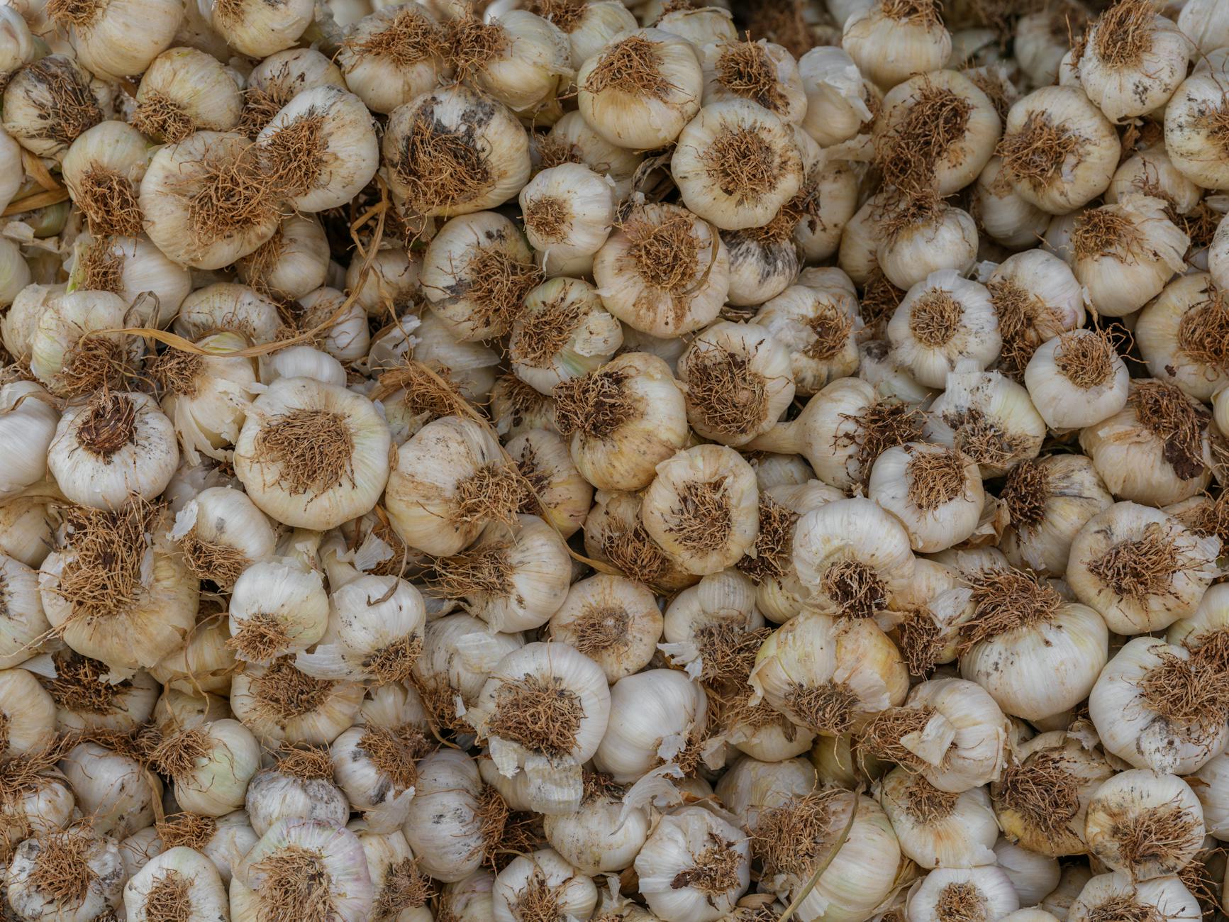Garlic
