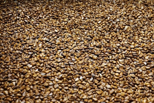 Flax Seeds