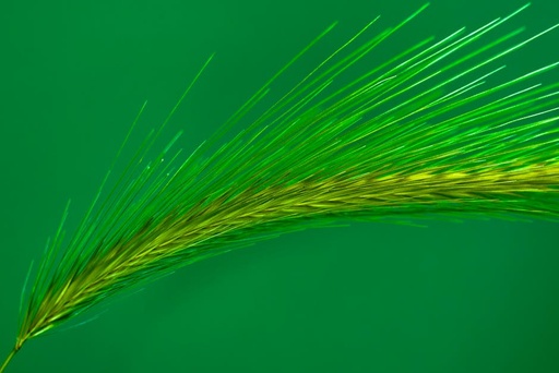 Pearled Barley