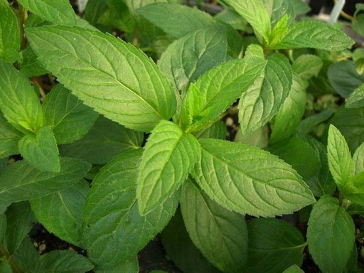 [521059] Peppermint Seed Pack