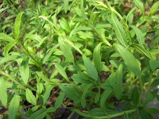 [521076] Savory, Winter