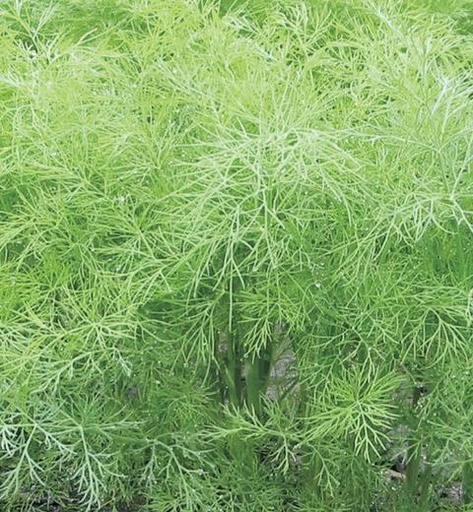 [521024] Dill Mammoth Seed Packet